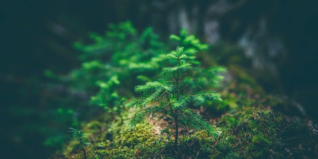 matthew-smith-Rfflri94rs8-unsplash viileä